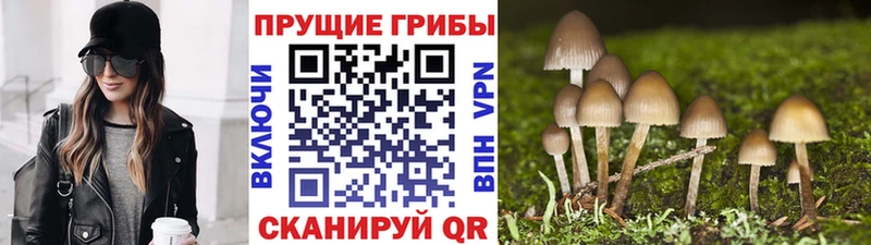 Галлюциногенные грибы GOLDEN TEACHER  цены   Рыбное 